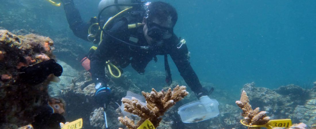 Foto del lunes de un buzo inspeccionando corales insertados cerca del puerto de Dibba en Fujairah, EAU. 
Jun 15, 2020. REUTERS/Christopher Pike