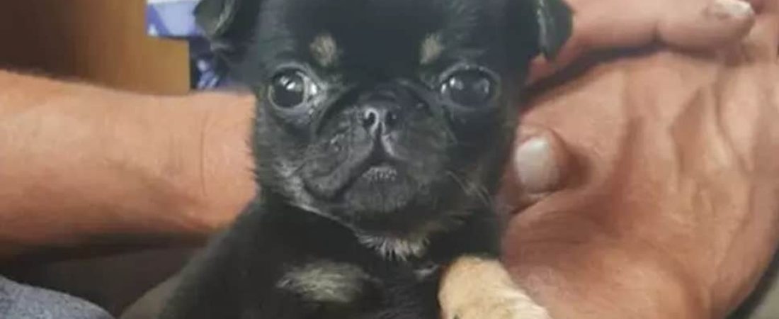 pugpuppy3