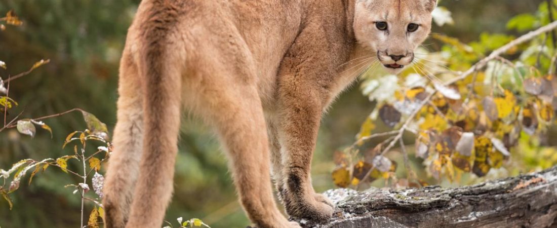 puma_5707_1200