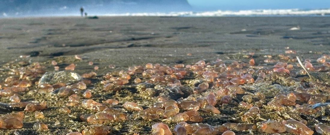 rMO-D62dt_1200x630__1