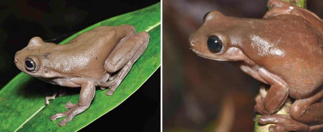 Descubrieron una rana "de chocolate" en la selva tropical de Nueva Guinea