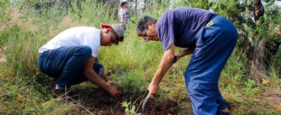 reforestación