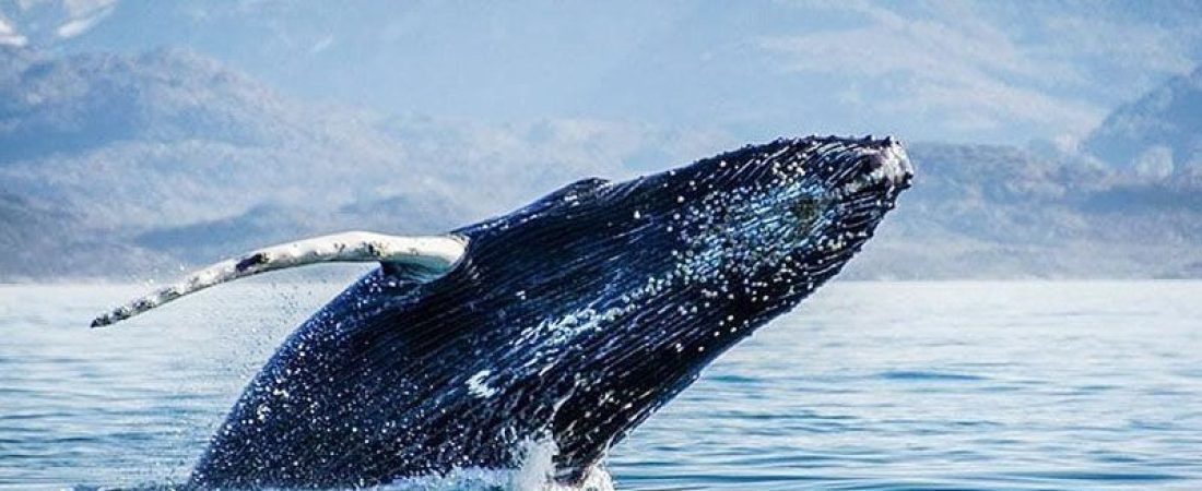 regimen-para-proteger-cetaceos-en-el-canal-beagle_6K0J