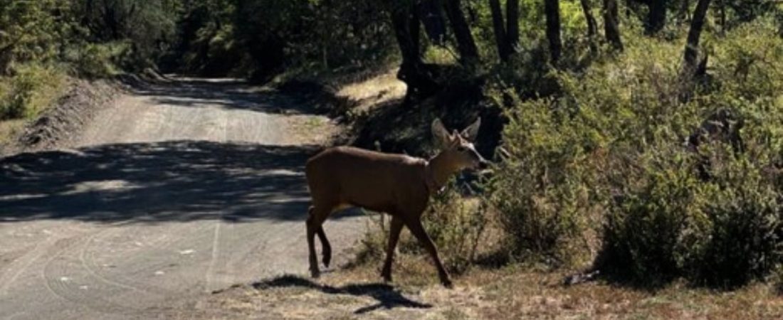 registran-huemul-en-parque-nacional-lanin-neuquen-argentina-1