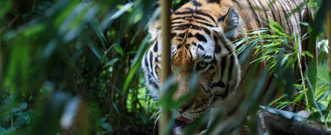 Siberian tiger or Amur tiger, Panthera tigris altaica, walking in the forest and ready for an ambush.