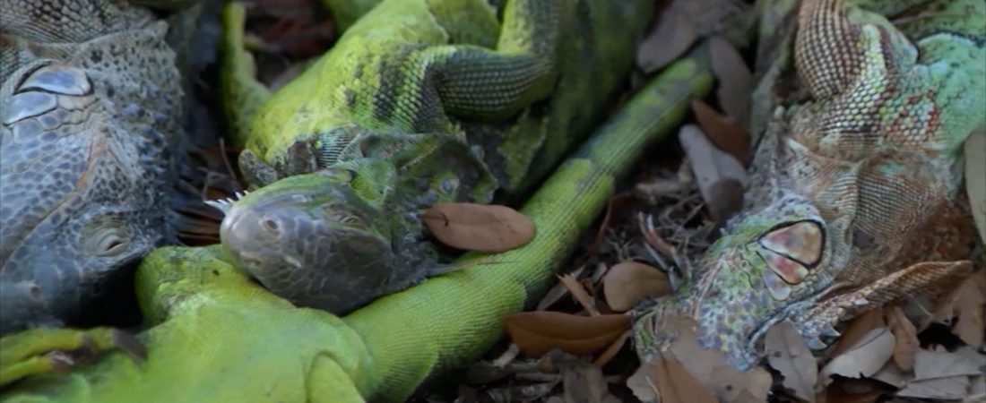 renamethishorizontal-00-00-06-06-still001