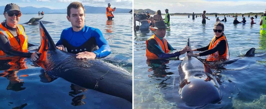 Logran rescatar a decenas de ballenas que habían quedado varadas en una playa de Nueva Zelanda