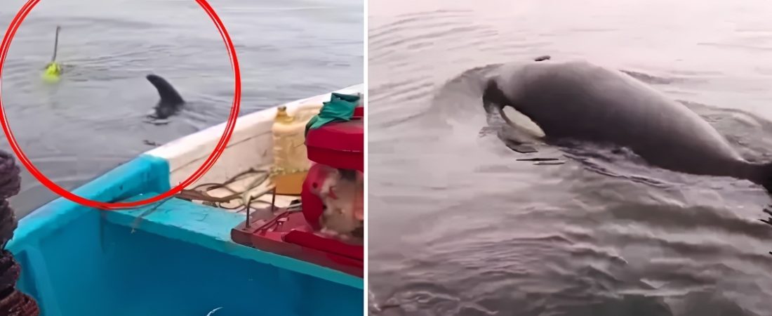 rescate orca chile