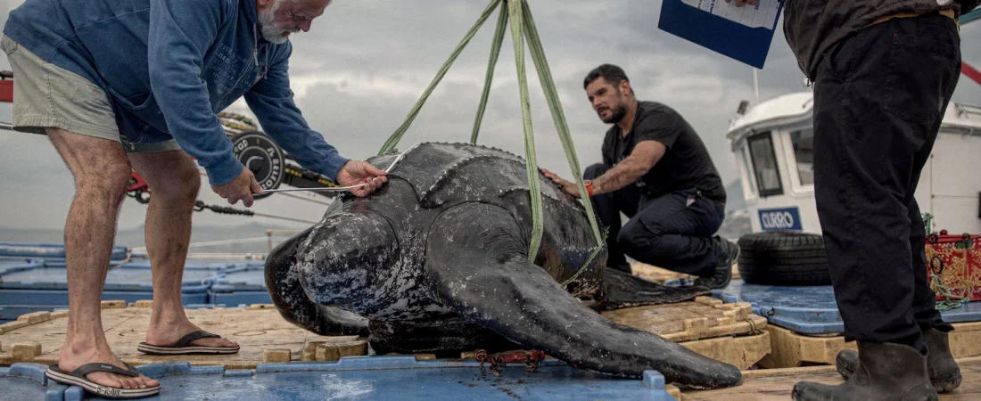 rescate-tortuga-ceuta-1