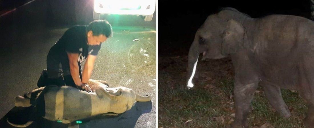 Un hombre le hizo RCP a un elefante bebé que había sido atropellado por una motocicleta y lo salvó