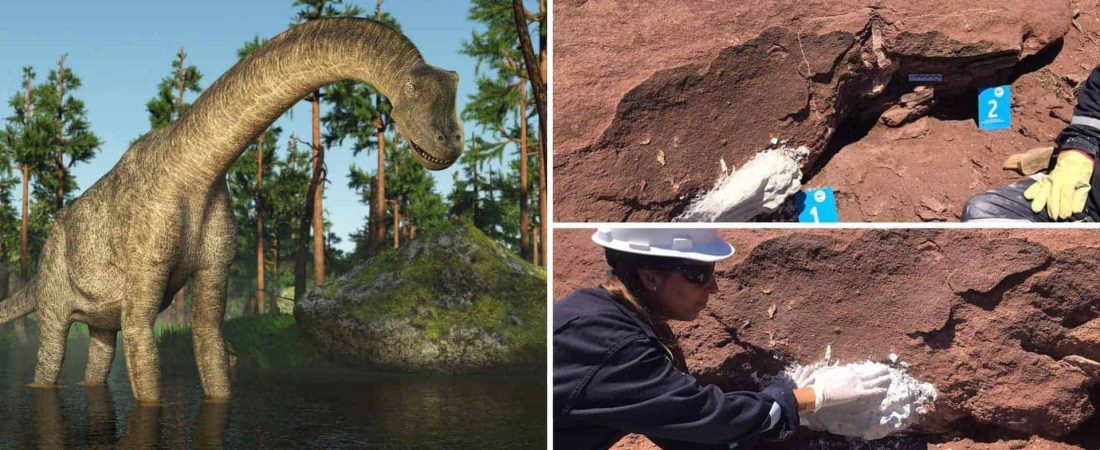 Argentina: encontraron restos fósiles de un dinosaurio herbívoro de hace 100 millones de años