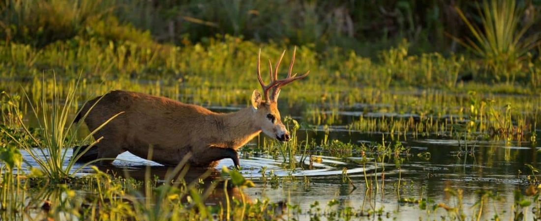 rewilding-en-argentina-1