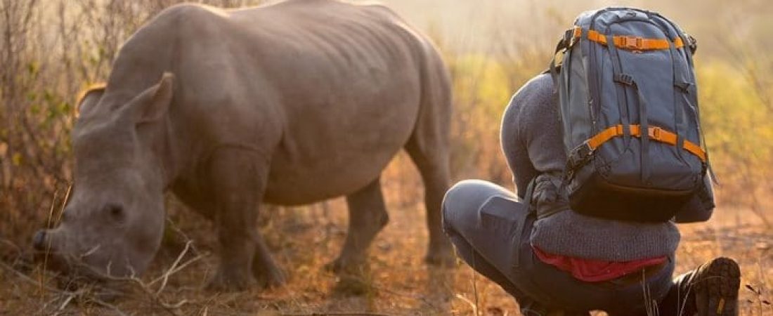 rhino-cameraman-belly-rub-south-africa-1