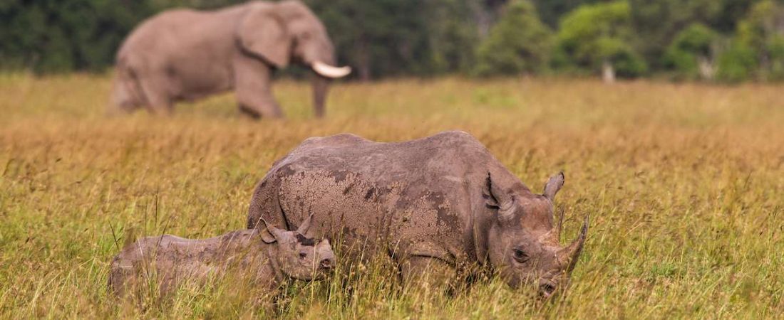 rhino-elephant-tanzania-africa-1563205408346