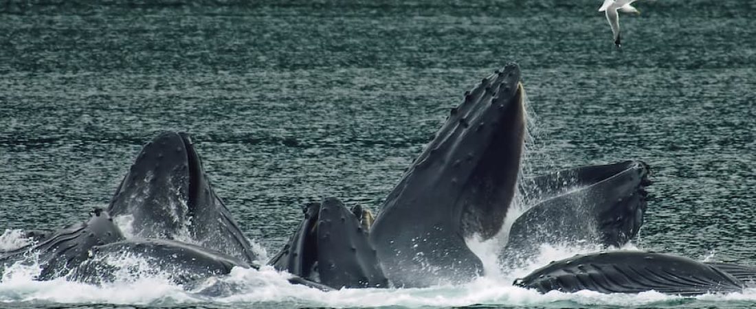 ritual de las ballenas jorobadas