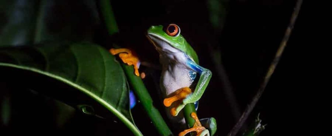 safari-nocturno-ranas