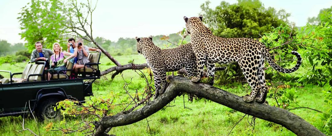 Two leopards on tree watching tourists in jeep, back view