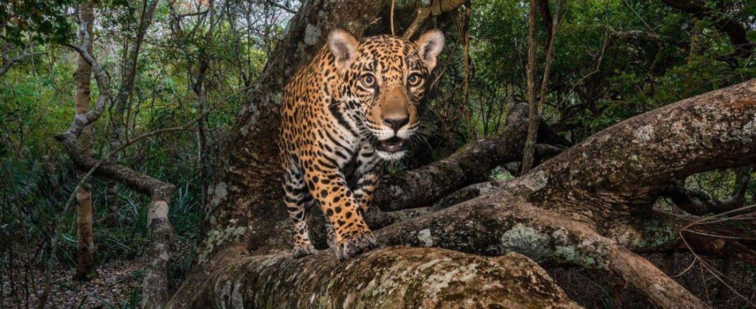 santuario-del-jaguar-méxico-reino-animal