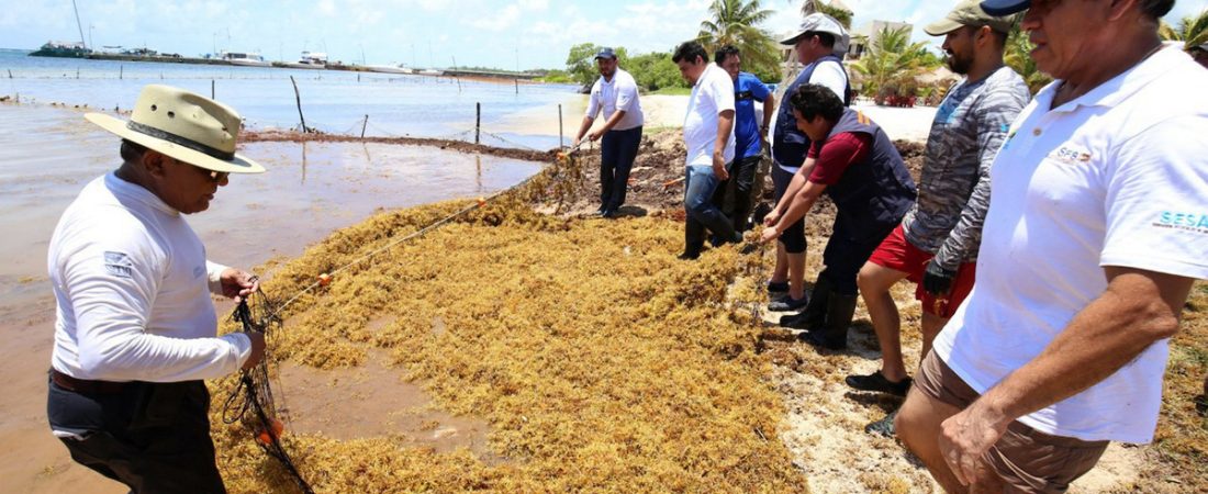 80815204. Mahahual, 15 Ago 2018 (Notimex- Especial).- Las brigadas en las que participan ciudadanos y prestadores de servicios, retiraron en un dia 15 toneladas de sargazo de un tramo de 3 kilÛmetros de playa en Mahahual, al sur de Quintana Roo. NOTIMEX/FOTO/ESPECIAL/COR/POL/ (Photo by ESPECIAL / Notimex via AFP)