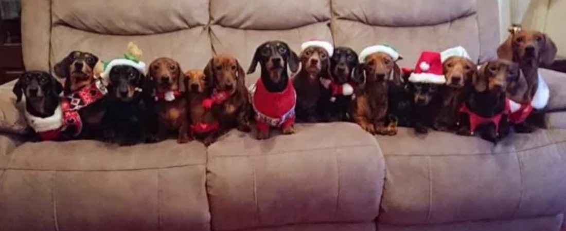 sausage_dogs_