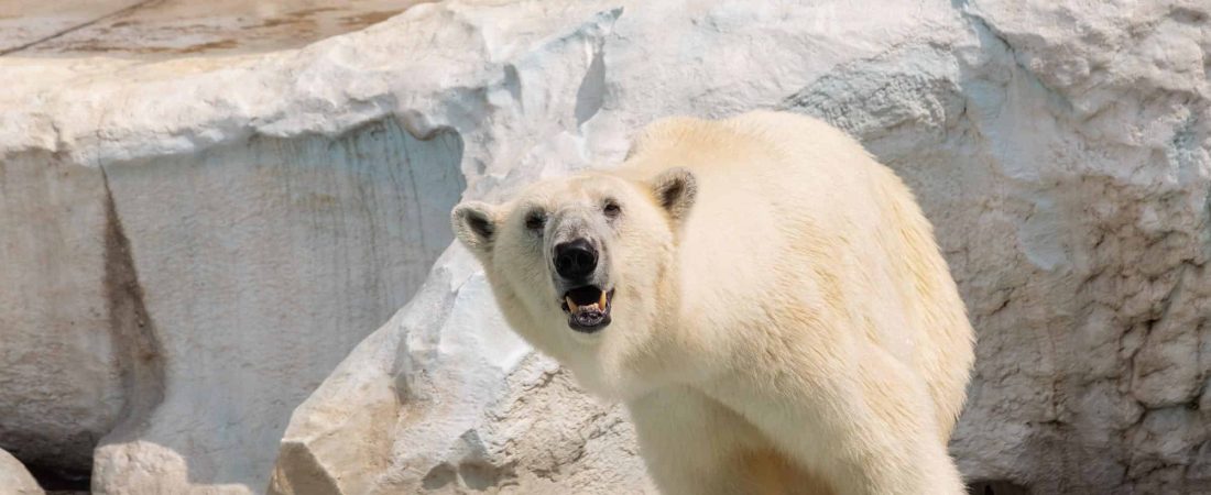 Un pueblo canadiense está planeando ubicar radares para alertar sobre osos polares en regiones próximas
