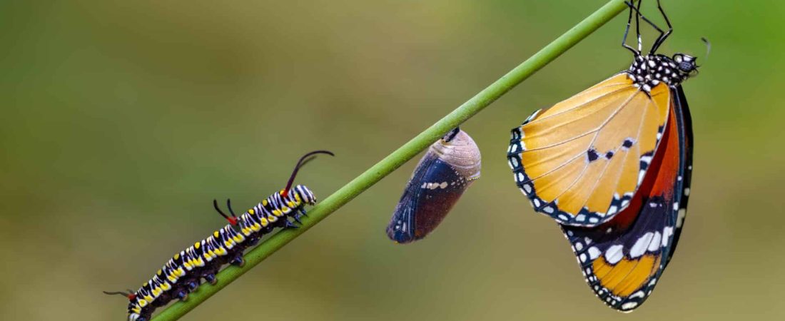 extinción de insectos