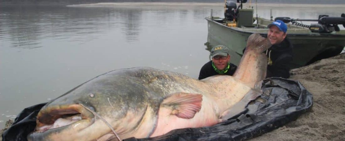 silure-record-268-cm-27797352_1818637984834276_8945462288511885755_o-1024x683