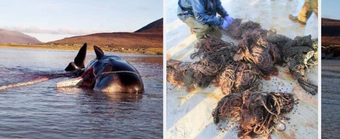 sperm-whale-trash.jpg.optimal