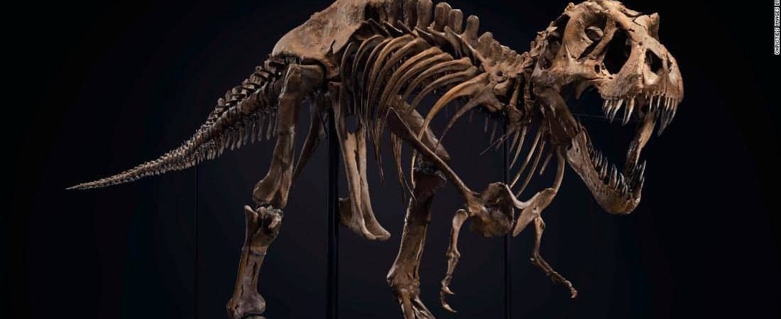 Subastarán el esqueleto de uno de los tiranosaurios rex más grandes del mundo