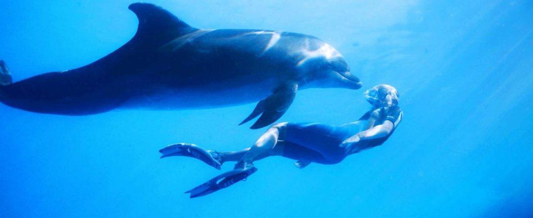 Nadar con Delfines