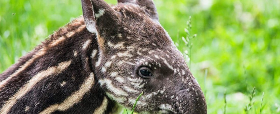 tapir