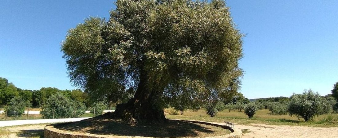 tem-mais-de-3-700-anos-e-ainda-produz-azeitonas-a-historia-da-oliveira-mais-antiga-de-portugal-1787143863651_1024