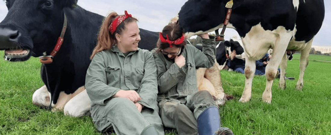 tendencia holandesa de acariciar vacas que ayuda a liberar oxitocina (1)