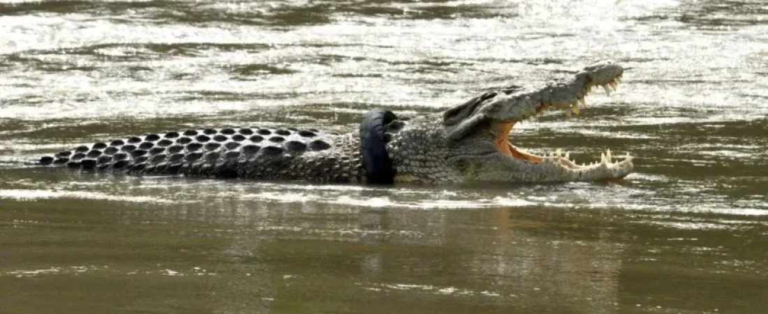 territorio-norte-cocodrilos-inundaciones-evacuaciones-36-860x484