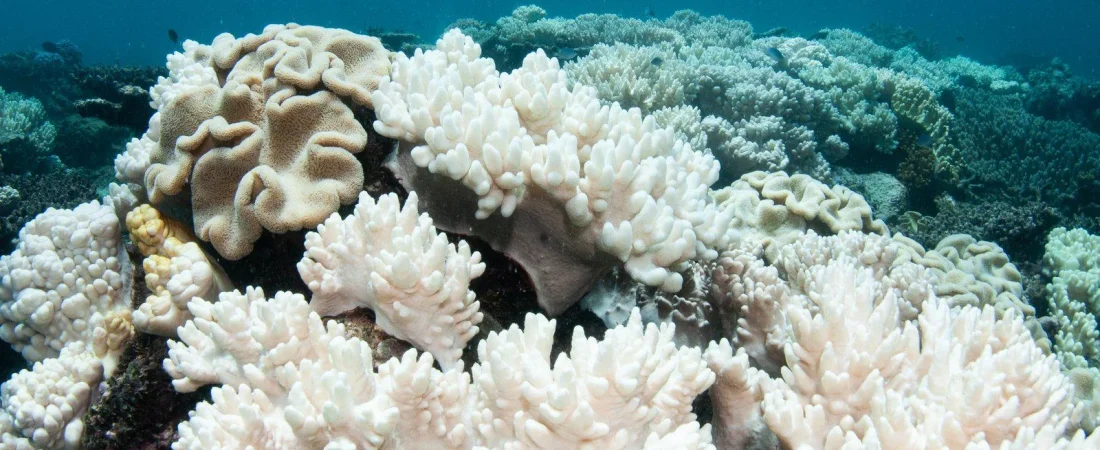 three-year-heatwave-bleached-half-the-planets-coral-reefs-v0-tFVa1jx_VazvBoZd0uVdlzv64e21SjWW5NVpblpvHvQ