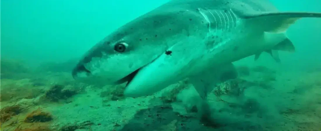 tiburon-gatopardo-conicet