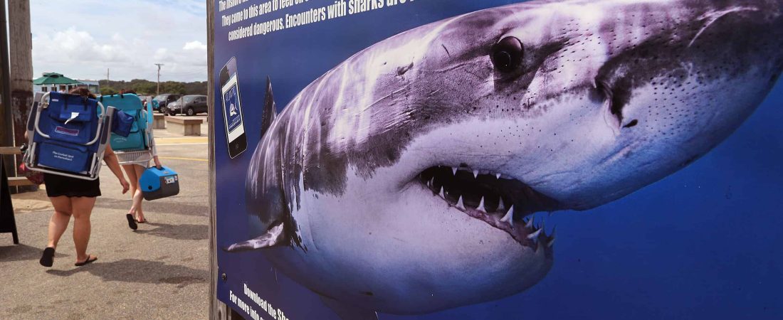 Orleans-08/31/18-An ominous warning sign at Nauset Beach. Shark sightings are almost a daily occurence on the Cape and especially at Nauset Beach, where beach life goes on as usual. Photo by John Tlumacki/Globe Staff(metro)