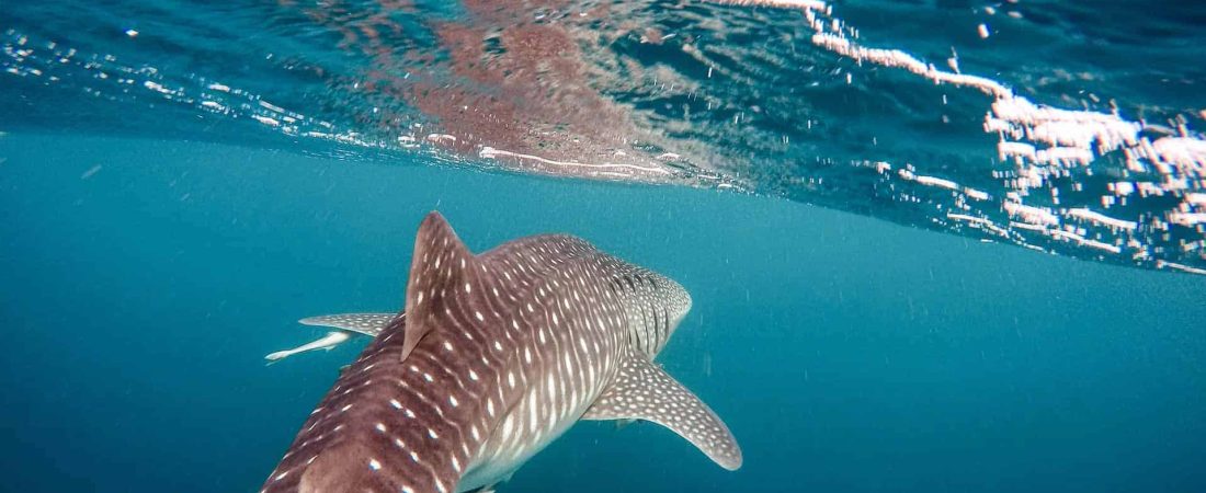 Los tiburones ballena podrían salvarse de la extinción con la ayuda de la tecnología de la NASA