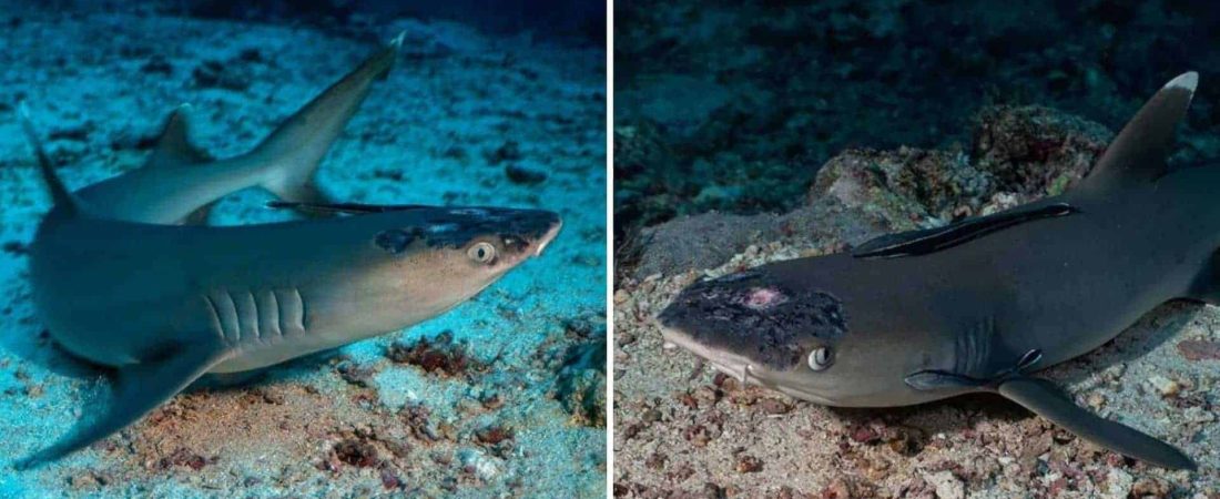 Los tiburones de arrecife de Malasia están sufriendo de una extraña enfermedad que afecta su piel