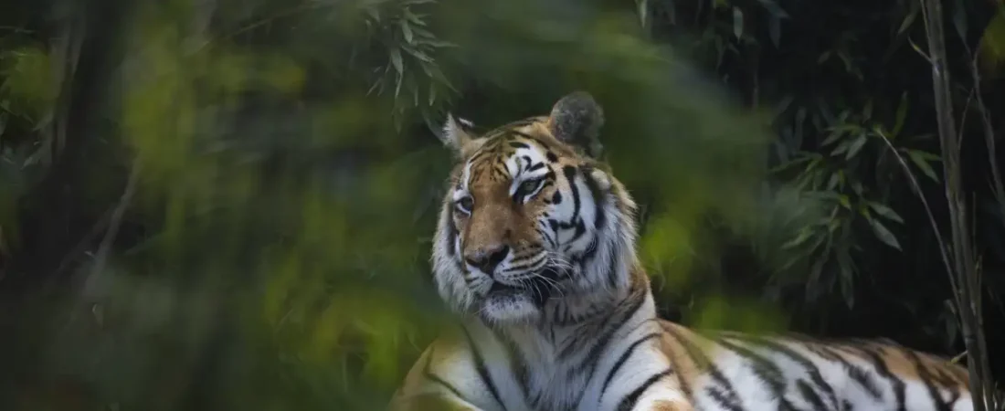 tiger-at-stichting-leeuw-credits-tessel-in-t-veld-10_66d59011_241002175214_1200x630