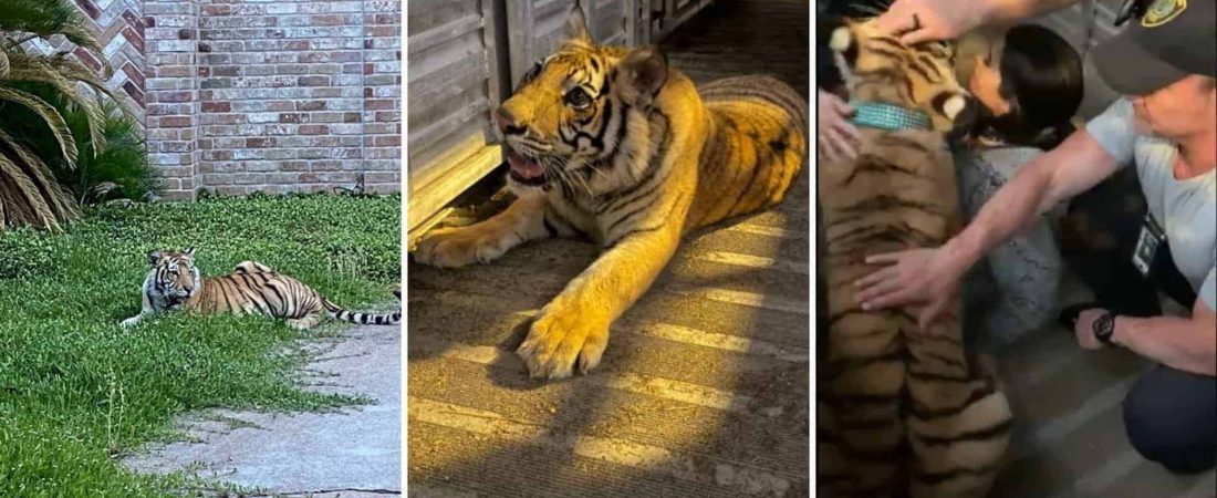 Finalmente apareció el tigre que andaba suelto por el vecindario de Houston, Texas