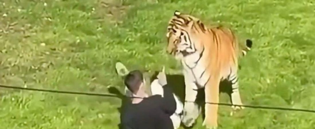 tigre-uk