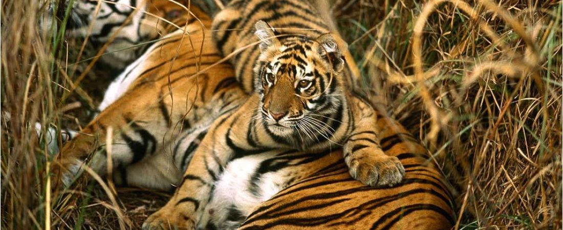 Tigre