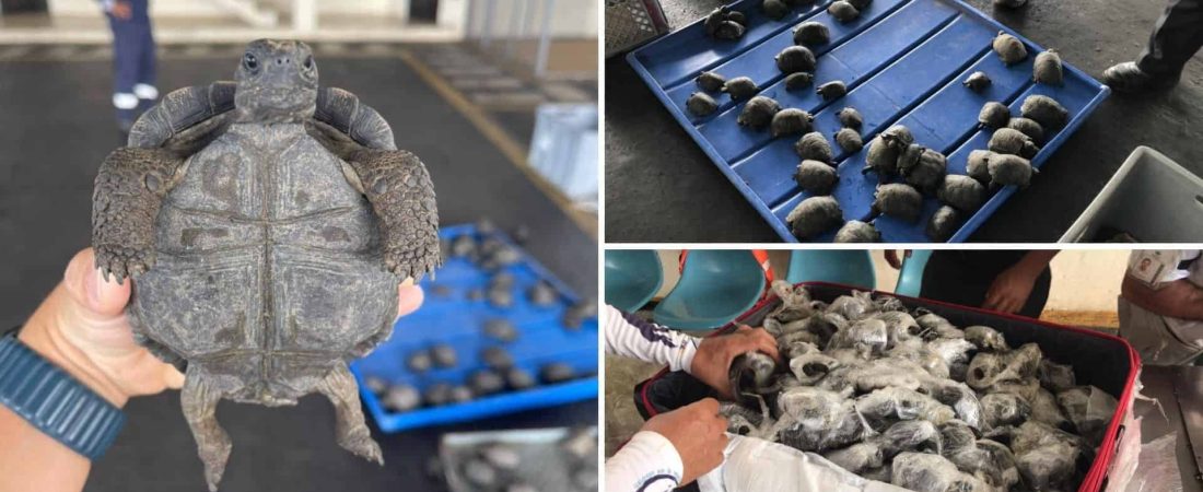 Encontraron 185 bebés de tortugas gigantes dentro de maletas en el aeropuerto de Galápagos