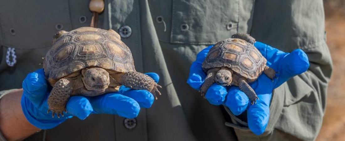 tortugas-de-desierto-en-estados-unidos