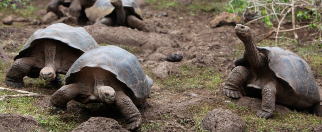 tortugas-galapagos