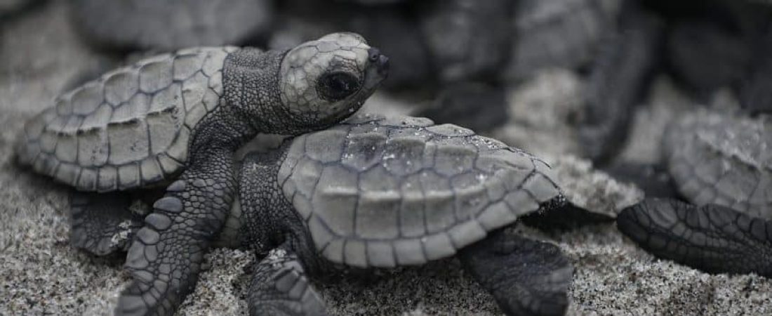 tortugas-liberacion-chame
