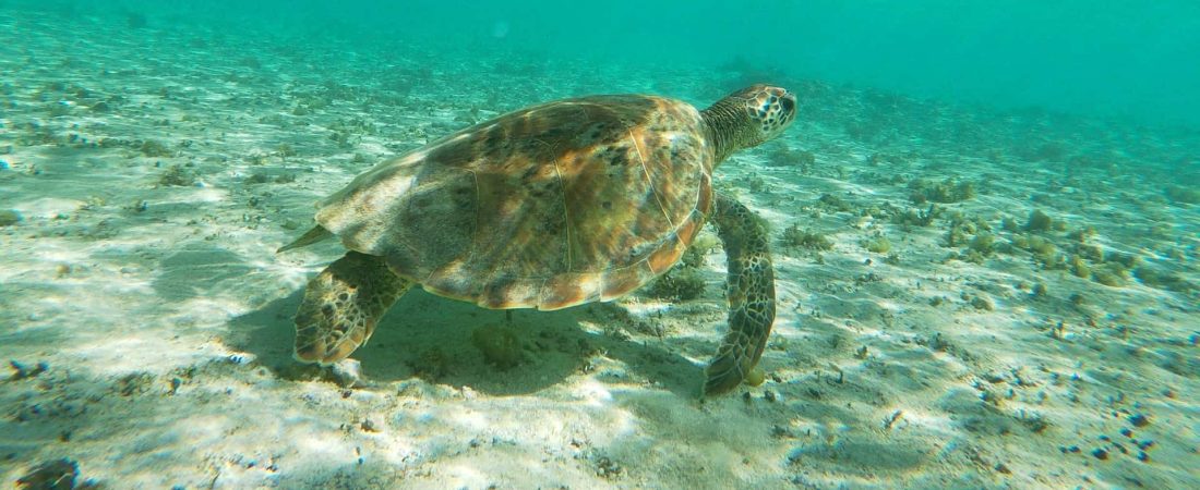 Alrededor de 5.000 tortugas marinas fueron rescatadas en Texas debido a la fuerte ola de frío