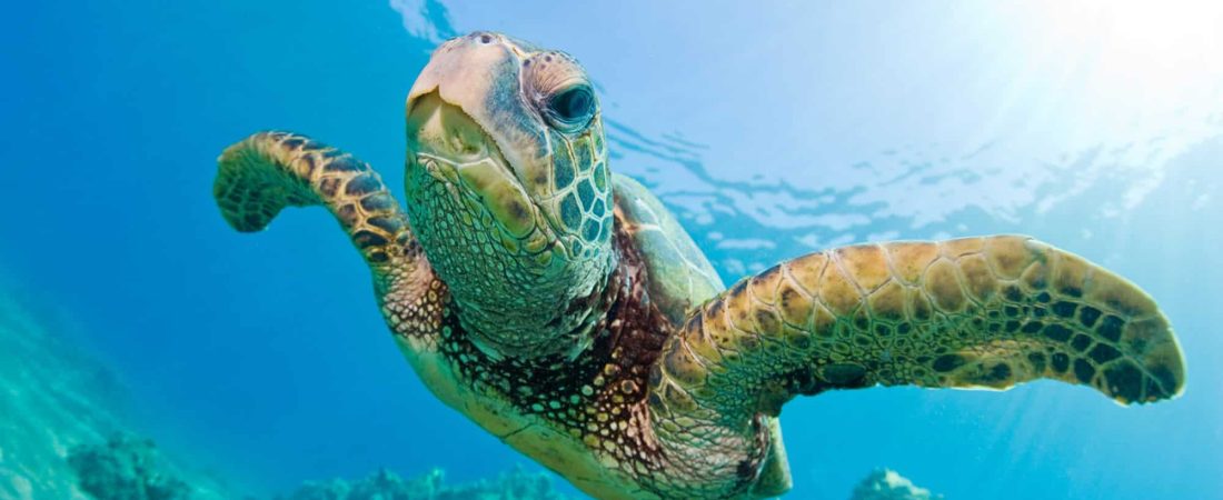 México: encontraron un total de 351 tortugas marinas muertas en lo que va del año en Baja California Sur