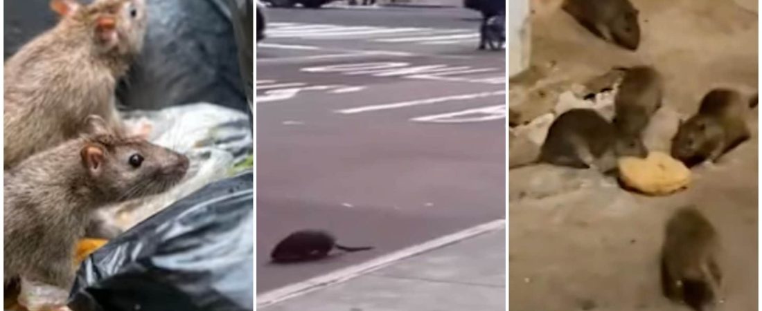 tour de ratas en nueva york